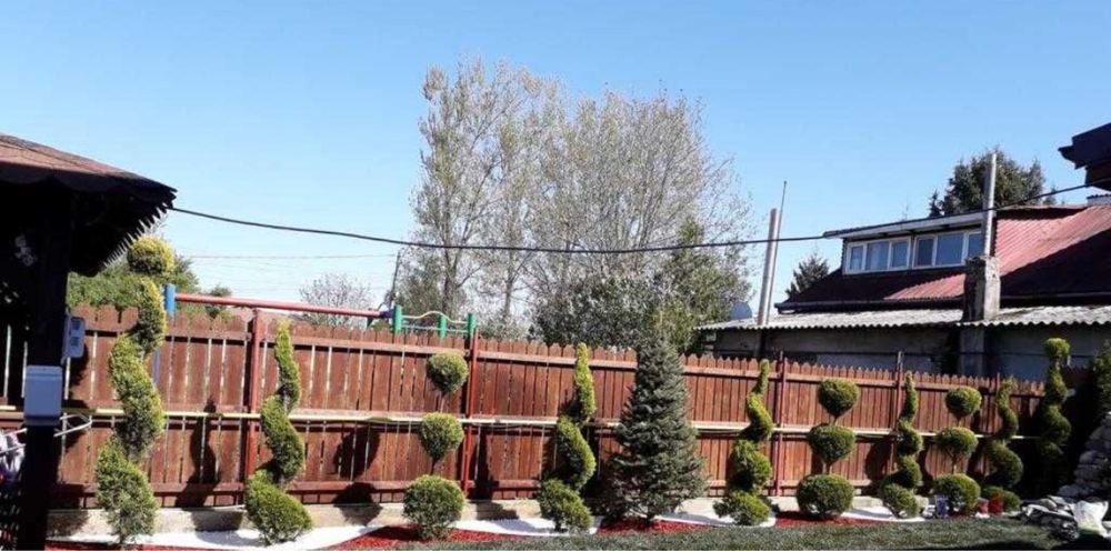 Vand mesteacan alb copaci ornamentali plante oriunde in tara