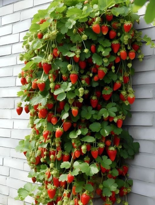 Căpșuni Urcatori Rosi