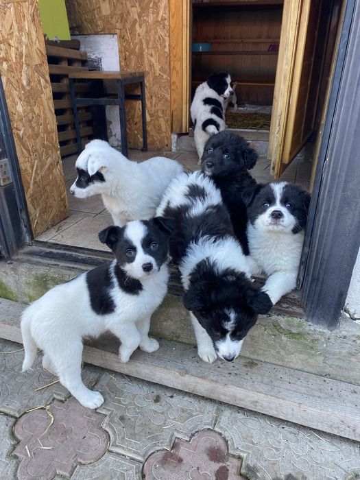 Щенята ищут дом