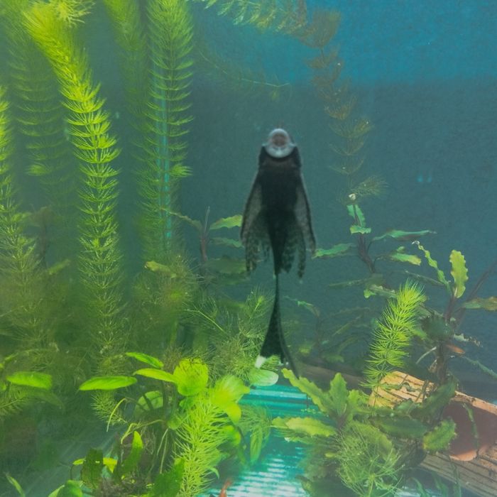 Вуалевый анциструс взрослые.годовалые