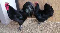 Gaini australorp(familie 5+2l