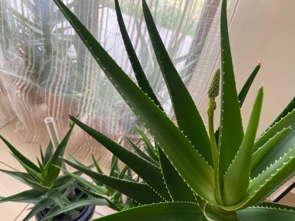 Aloe vera de diferite dimensiuni