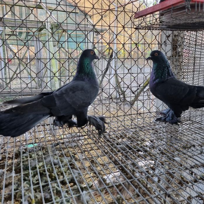 Porumbei diverse rase