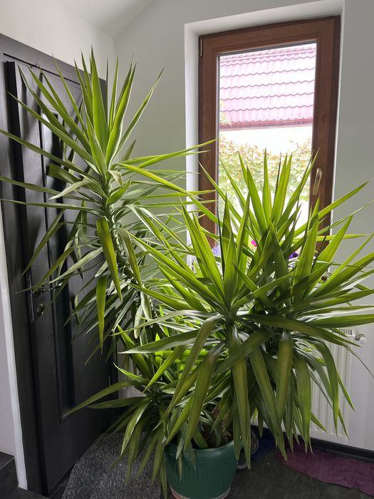 Yuca gigantea 2m