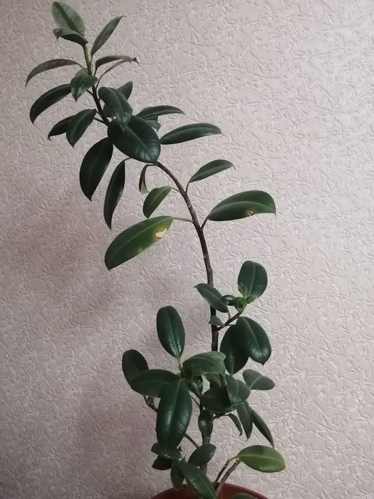 Цветы , высота 75