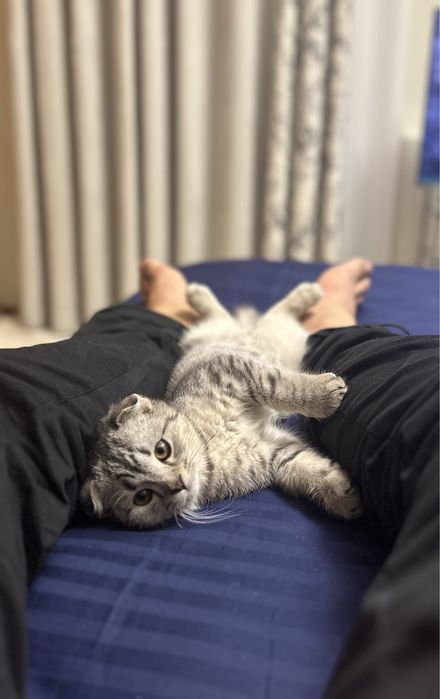 Продаю кота, породистый