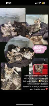 Puiuti de pisica adoptie