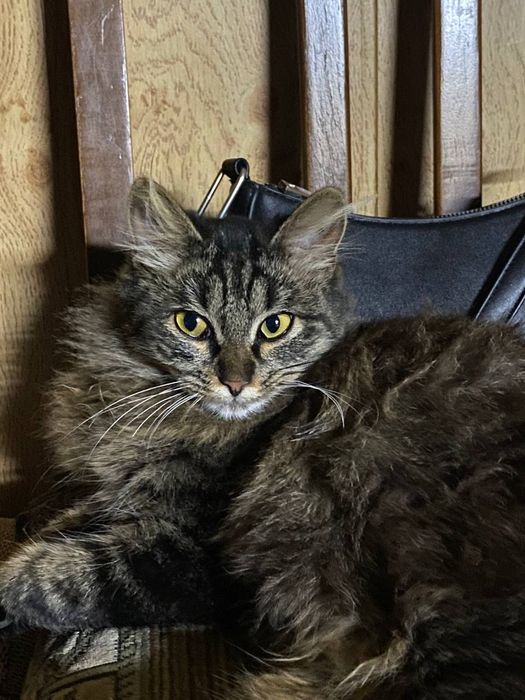 Пропала кошка в районе нижней пятилетки