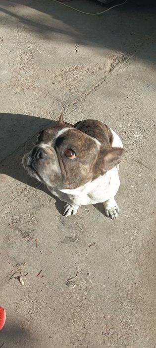 Бульдог француз,мальчик,привит,умный,ласковый