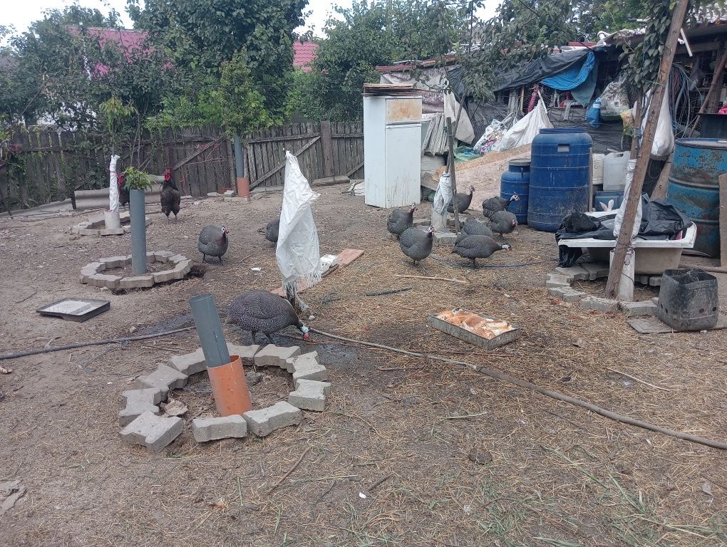 16 bibilici și cocoși și găini austrolop de vînzare