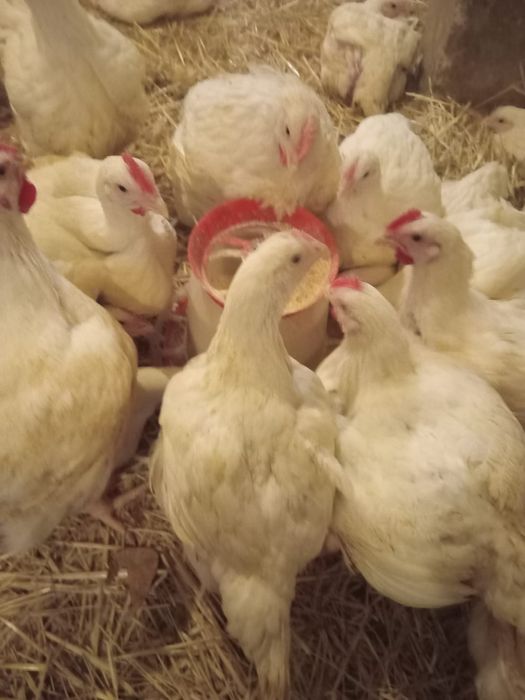 Pui carne  17 lei buc