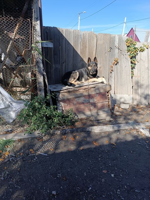 Восточноевропейская овчарка