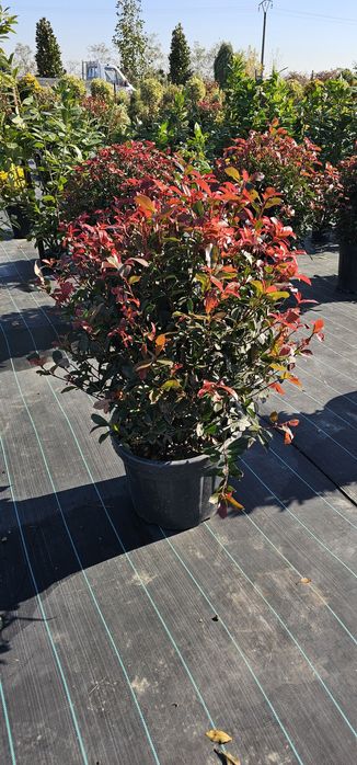 Tuia prunus  brazi verzi si argintii și alte varietăți