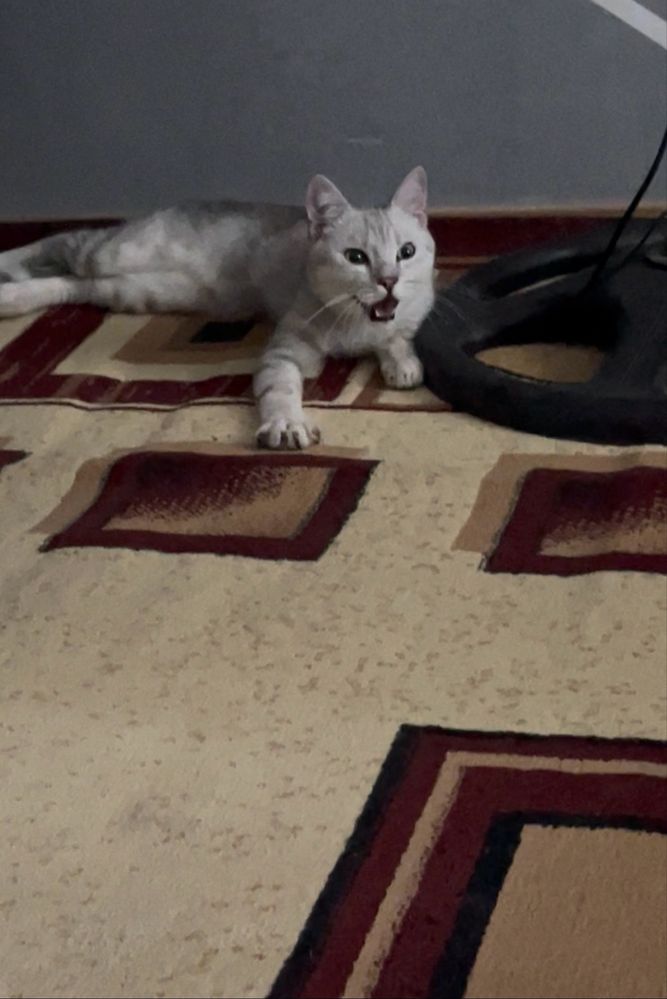 Британец короткошёрстный