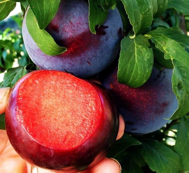 Pomi Fructiferi Exotici la Pepiniera Cătăplant