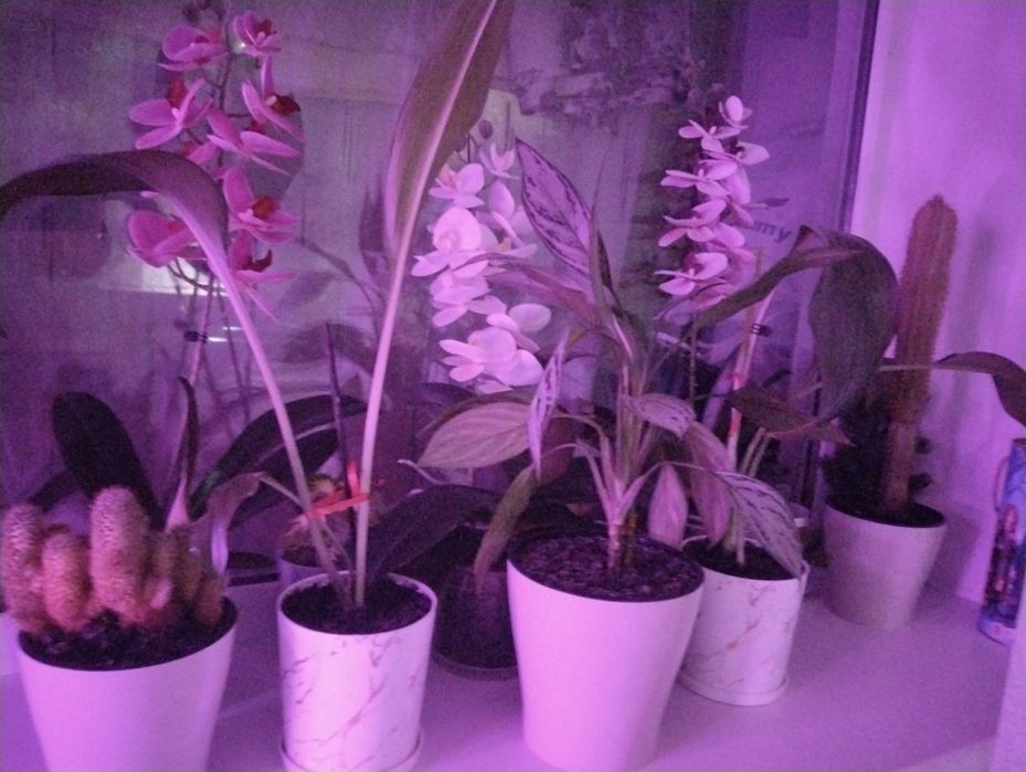 Продам комнатные цветы. Разные