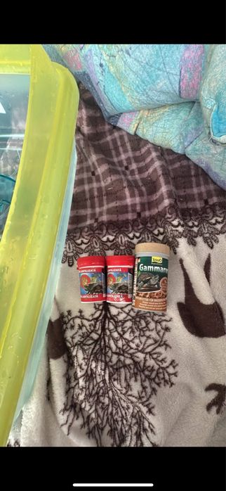 Brosca tesoasta draguta