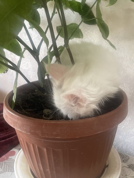 Продаются породистые котята