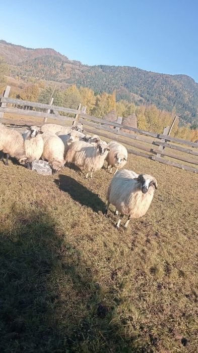 De vânzare 11 oi bune