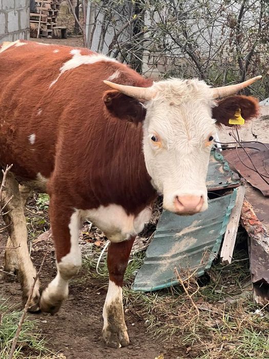 Коровы хорошие молочные