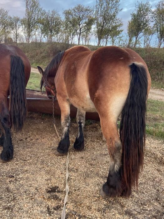 Vand manji de un an marfa top ardenez