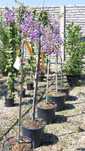 Wisteria (GLICINA )