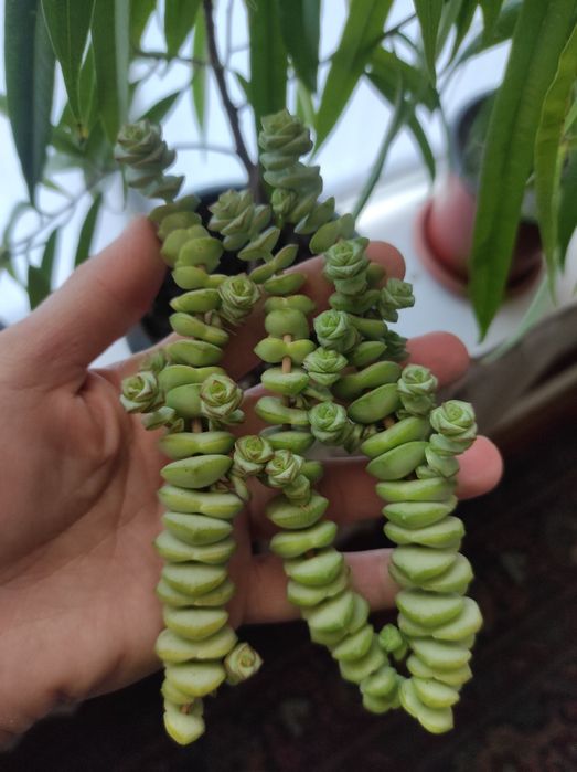 Продам сукулент цветочик