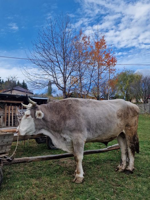O pereche de boi de vânzare!