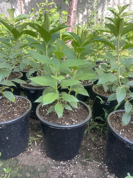 Гортензии в продаже четырех литр. горшке по сто пятесят тыс сумм