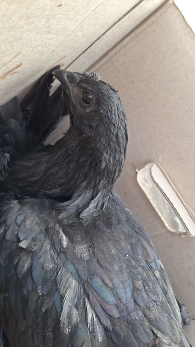 Tovuqlar sotiladi uxeyleyuy