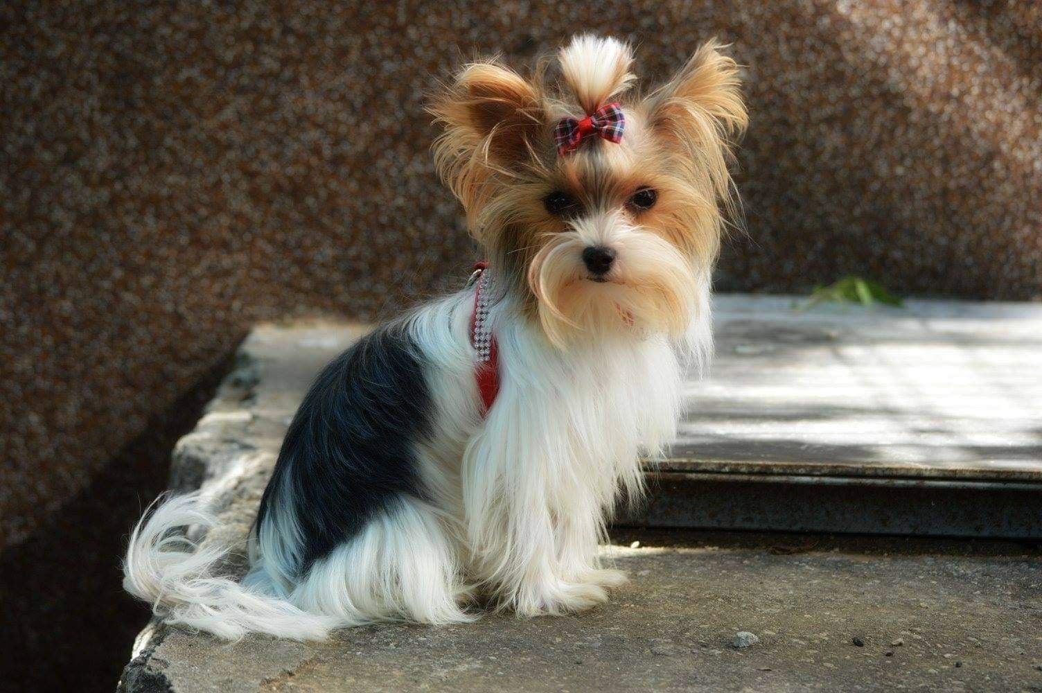 Biewer Yorkshire Terrier Femela