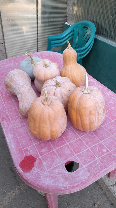 Vand dovleci Placintari