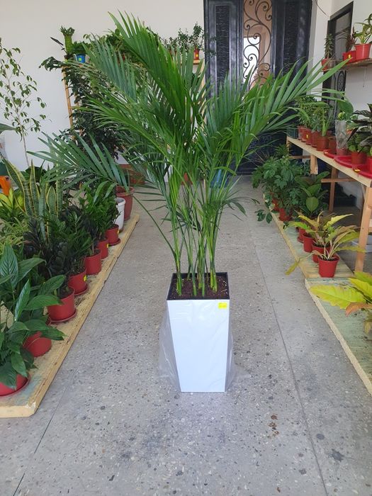 Xoveya Xamedoreya Хамедорея