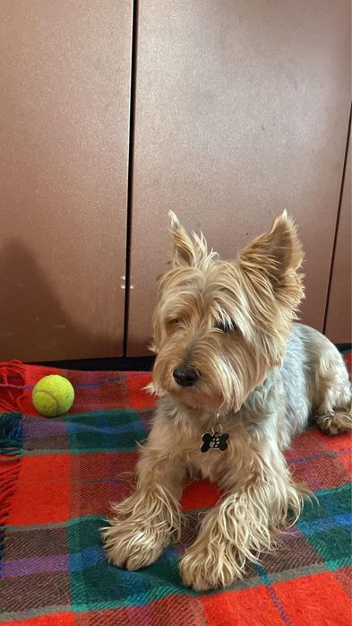 Pet sitter/ingrijitor animale/bone pentru animale