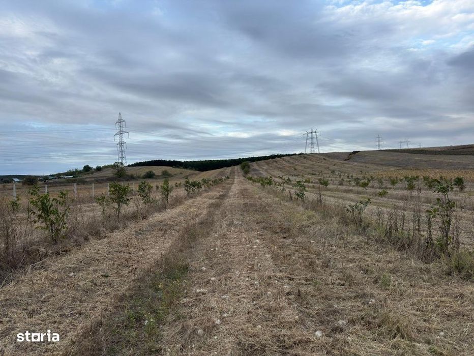 Teren 37.500 mp, 92,67m deschidere, cu plantatie de nuci !