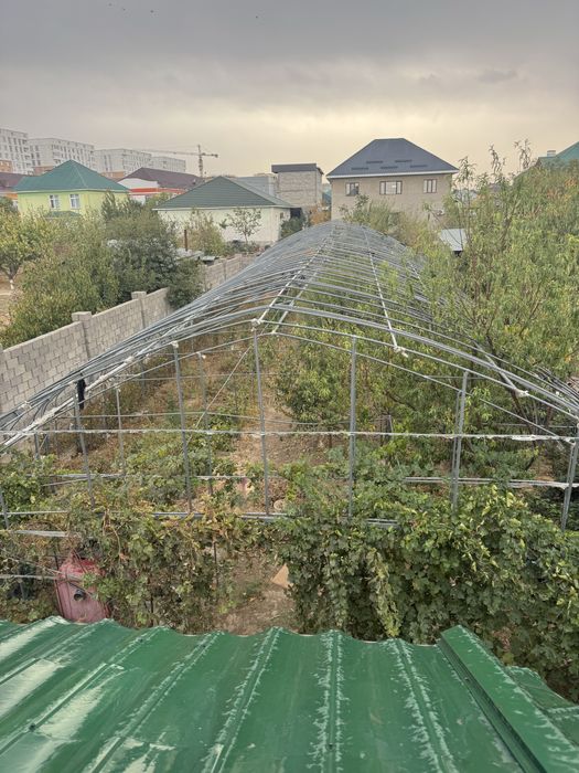 Теплица керейская