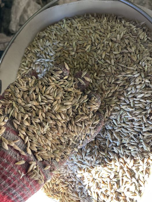 Продам сухой ячмень этого года