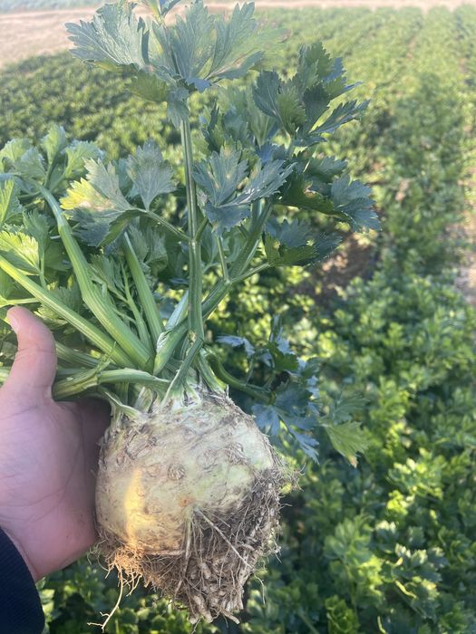 Telina rex si balena