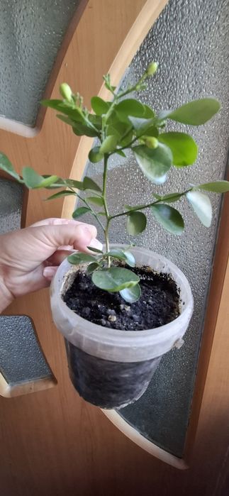 Мурайя дерево японских Императов