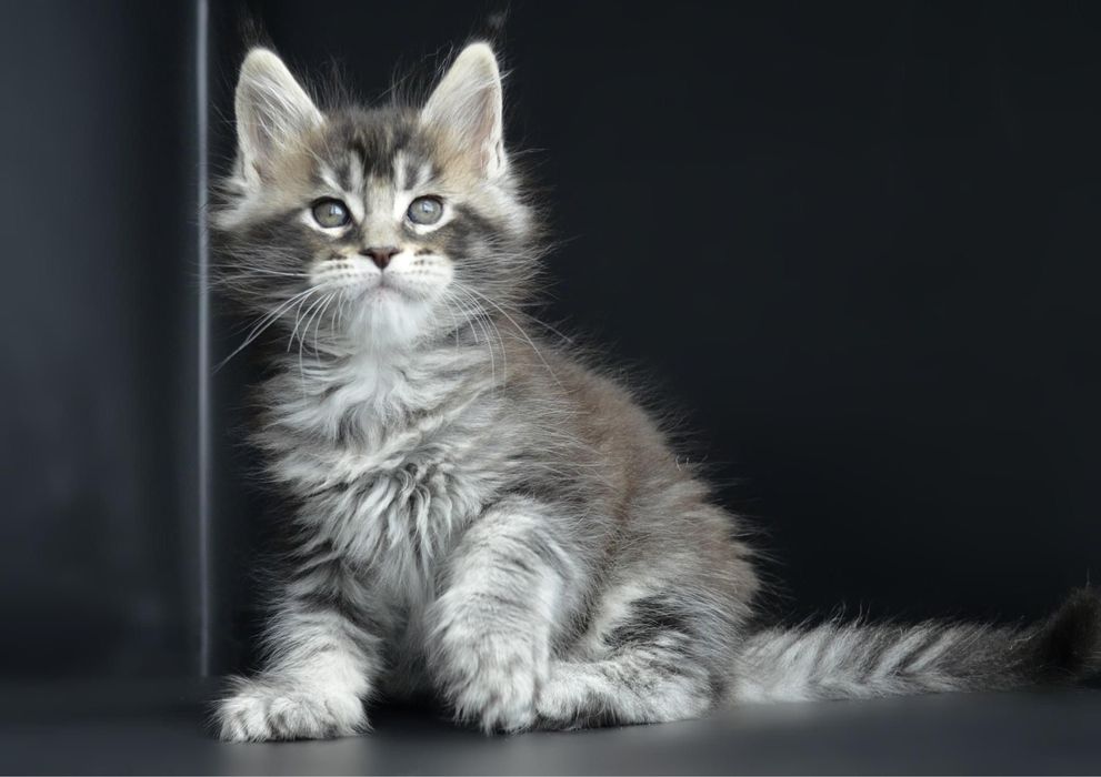 Pisica Maine Coon disponibilă!