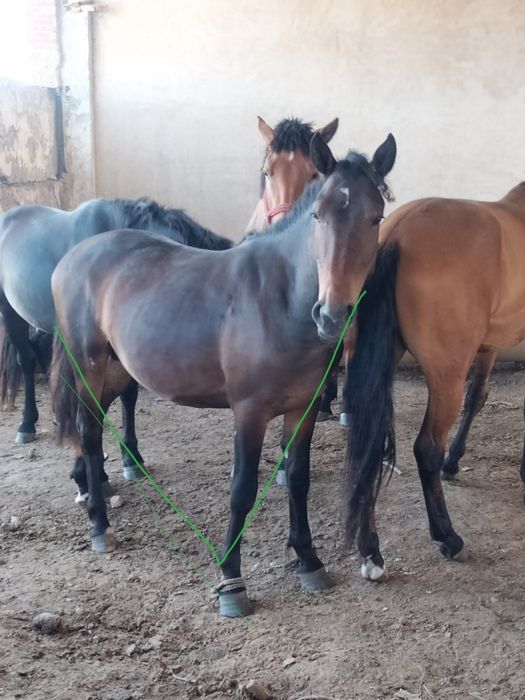 Продам "Кунан" откормленный, крупный