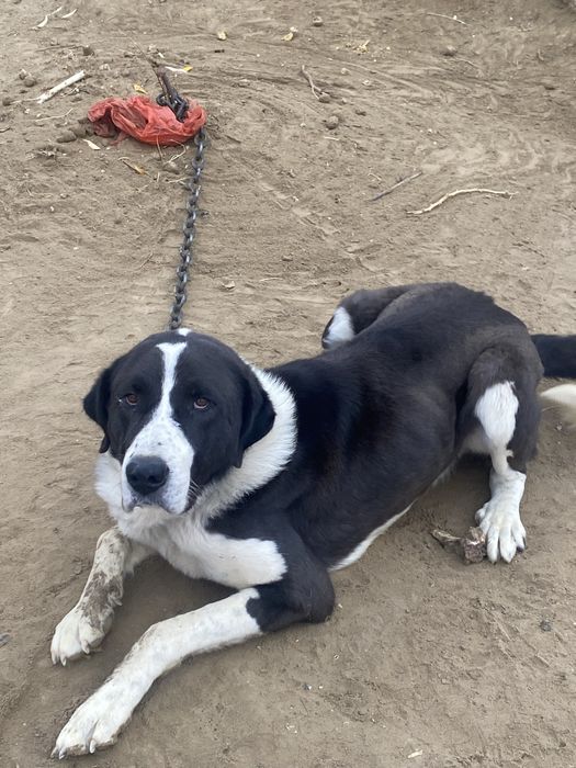 Төбет ит тегін алып кетіңдер