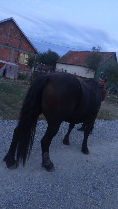 Vând iapă de 4 ani