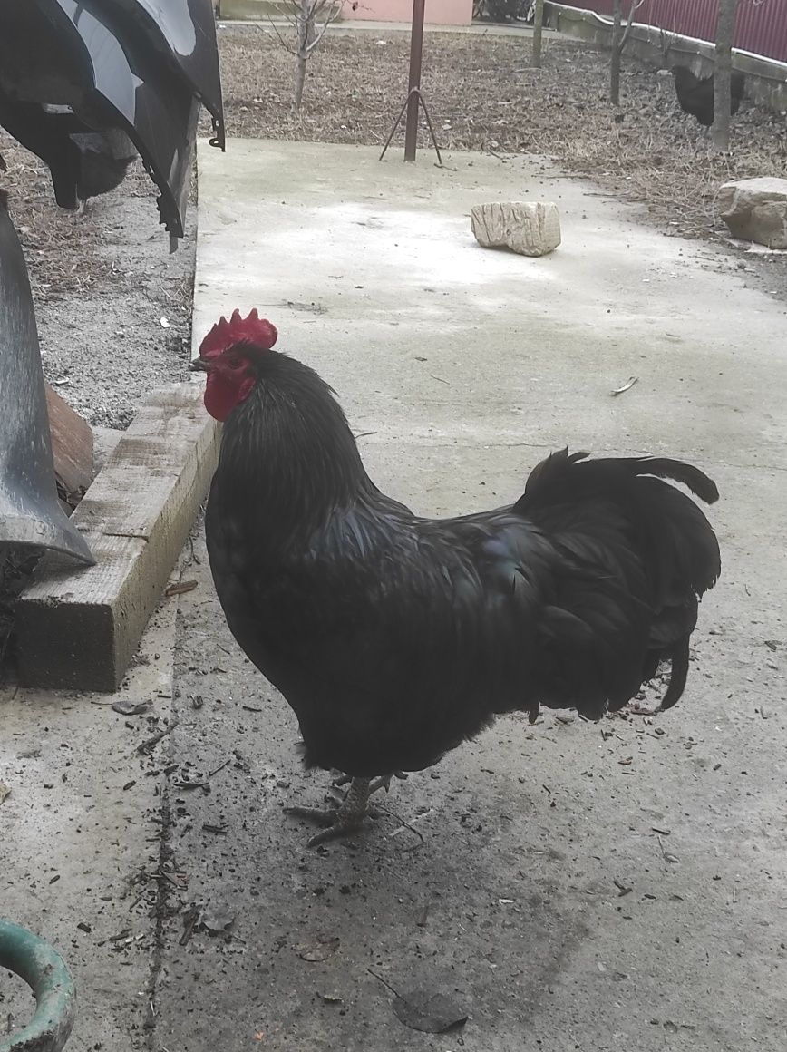 Ouă australorp incubație