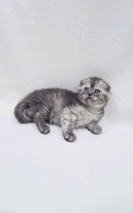 шотландский скотиш фолд мальчик