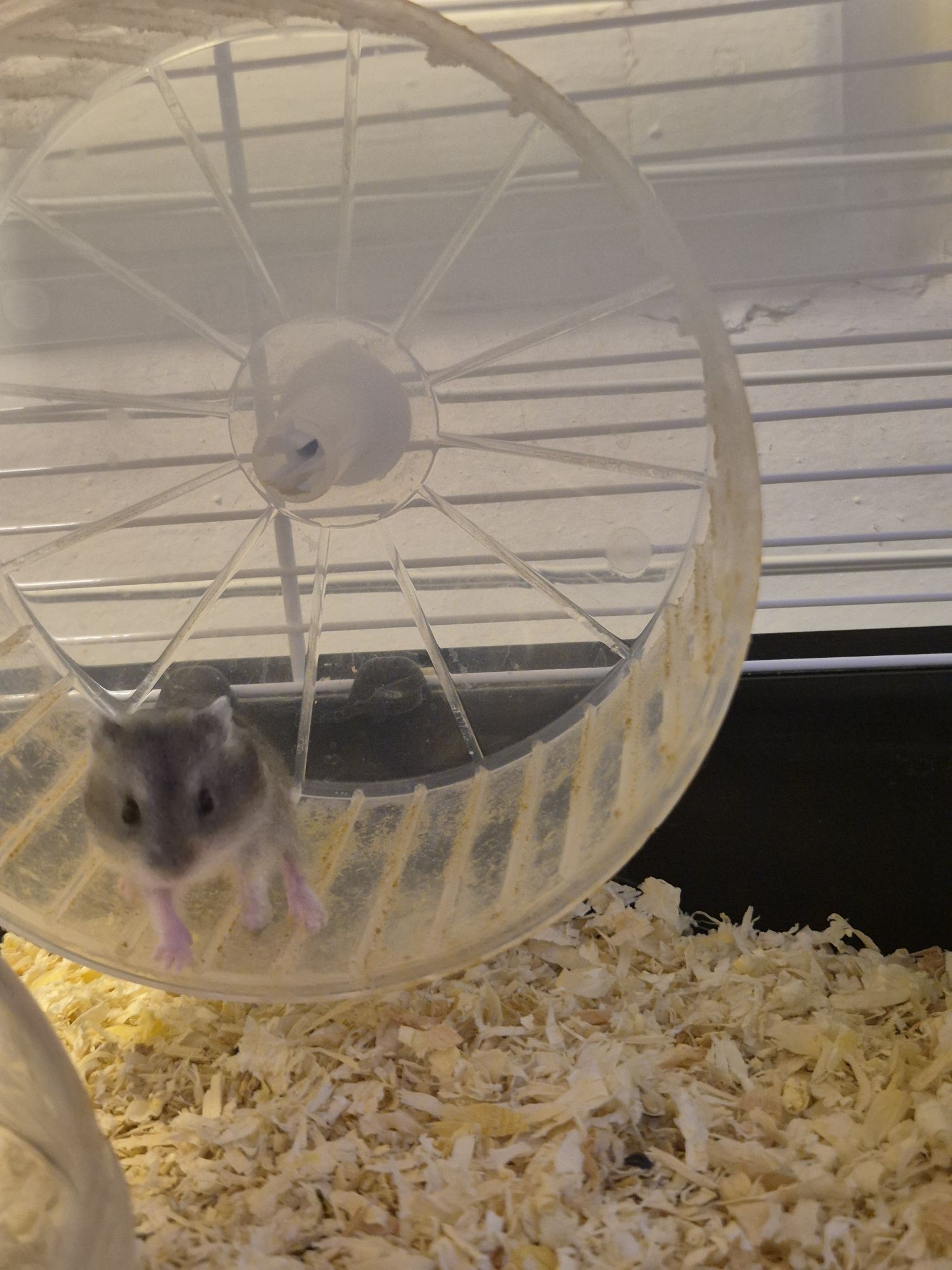 Donez hamsteri pui