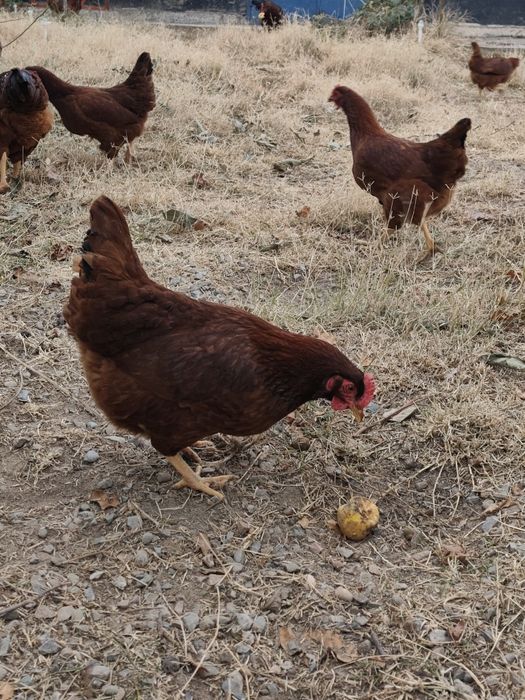 Порода Ханхяп продаю яйца цыплят