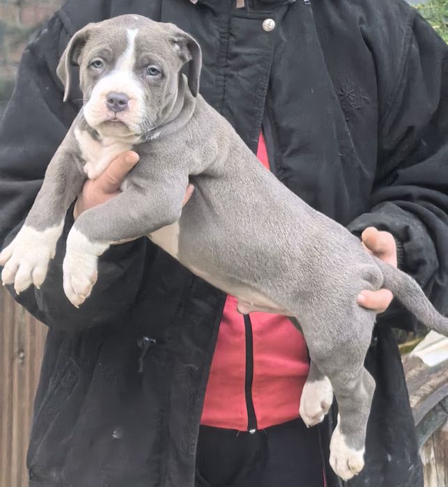 Американско Були ХЛ / American Bully XL  2 момчета и 2 момичета