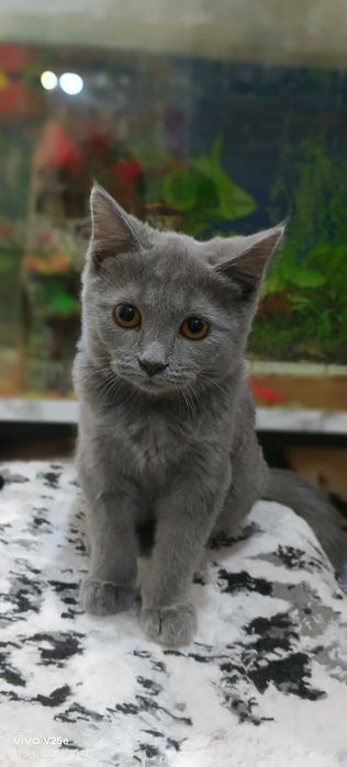 Britanskiy Mushukcha