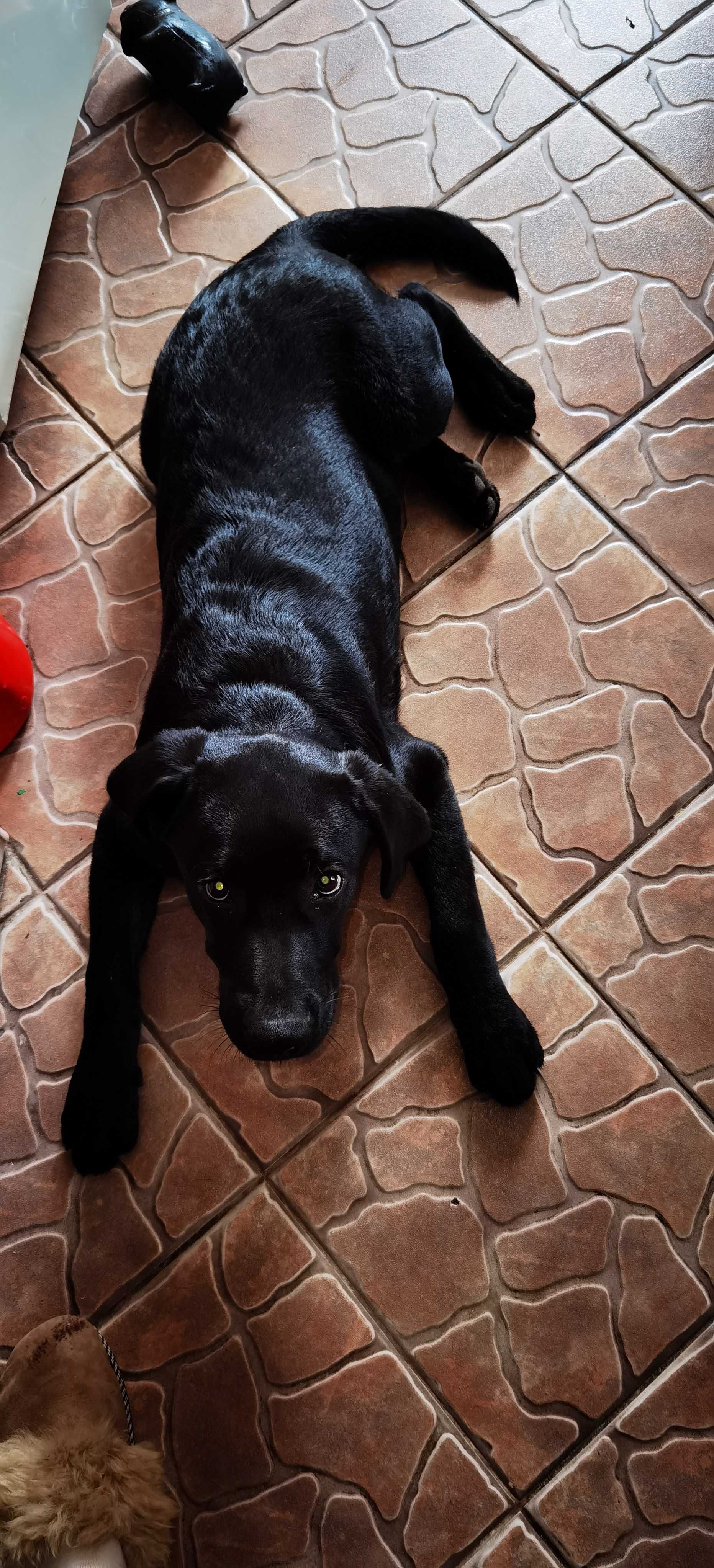 Labrador Retriever Cu Pedigree A